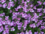 Diascia small-flowered Mauve